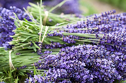 LAVANDULA_ANGUSTIFOLIA_ROYAL_VELVET_HARVESTED_AND_BUNDLED