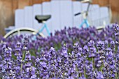 LAVANDULA LODDEN BLUE