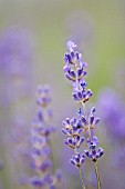 LAVANDULA ANGUSTIFOLIA NORFOLK