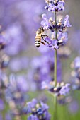 LAVANDULA ANGUSTIFOLIA SACHET