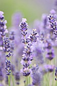 LAVANDULA ANGUSTIFOLIA MITCHAM GRAY