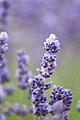 LAVANDULA ANGUSTIFOLIA ROYAL VELVET