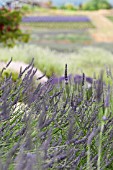 LAVANDULA X INTERMEDIA GROSSO