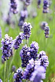 LAVANDULA ANGUSTIFOLIA LODDON BLUE