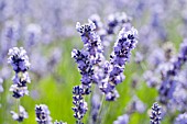 LAVANDULA ANGUSTIFOLIA SHARON ROBERTS