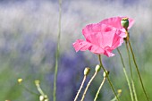 PAPAVER NUDICAULE