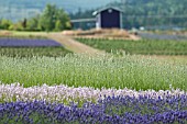 LAVANDULA MELISSA, LAVANDULA ROYAL VELVET AND LAVANDULA WHITE SPIKE