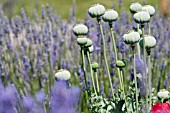 SEEDHEADS OF ORIENTAL POPPY (PAPAVER ORIENTALE) IN FIELD