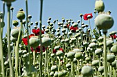 SEEDHEADS OF ORIENTAL POPPY (PAPAVER ORIENTALE) IN FIELD