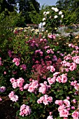 ROSA GENE BOERNER WITH RED VALERIAN IN ROSE GARDEN