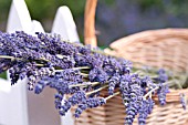 CUT AND HAND TIED LAVANDIN LAVENDER IN BASKET (LAVANDULA X INTERMEDIA)