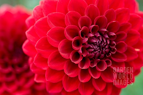 DAHLIA_ALI_OOP_FORMAL_DECORATIVE