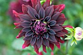 DAHLIA RIP CITY (INFORMAL DECORATIVE )