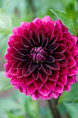 DAHLIA VOO DOO (FORMAL DECORATIVE)