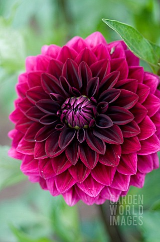 DAHLIA_VOO_DOO_FORMAL_DECORATIVE