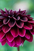 DAHLIA VOO DOO (FORMAL DECORATIVE)