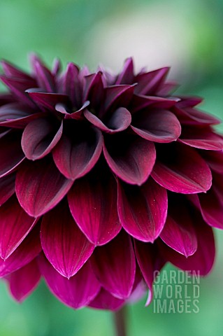 DAHLIA_VOO_DOO_FORMAL_DECORATIVE