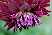 DAHLIA RIPPLES (INFORMAL DECORATIVE)