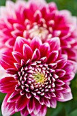 DAHLIA CANBY CENTENNIAL (FORMAL DECORATIVE)