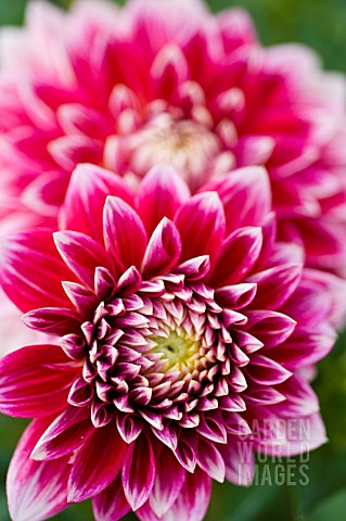 DAHLIA_CANBY_CENTENNIAL_FORMAL_DECORATIVE