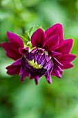 DAHLIA TABOO (FORMAL DECORATIVE)