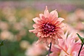 DAHLIA HEE HAUGH (SEMI CACTUS)