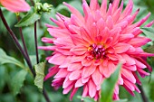 DAHLIA FIRE MAGIC (SEMI CACTUS)