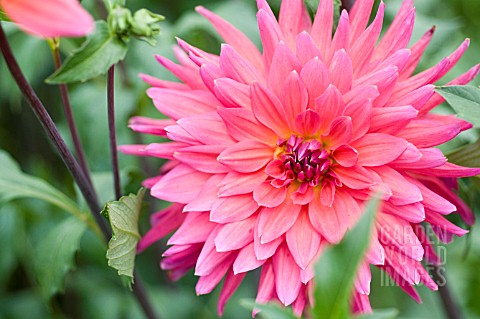 DAHLIA_FIRE_MAGIC_SEMI_CACTUS