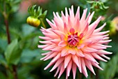 DAHLIA BROOKSIDE CHERI (CACTUS)