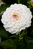 DAHLIA MIDNIGHT MOON (FORMAL DECORATIVE)