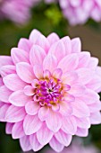 DAHLIA SILVERADO (INFORMAL DECORATIVE)