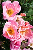 ROSA RAINBOW KNOCK OUT, (ROSE RAINBOW KNOCK OUT), LIGHT PINK FORM. (SYN. ROSA RADCOR)