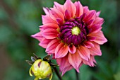 DAHLIA SONIC BLOOM (INFORMAL DECORATIVE)