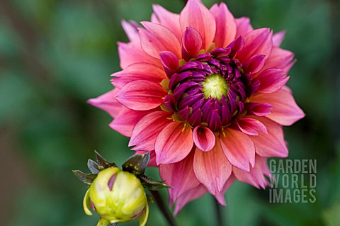 DAHLIA_SONIC_BLOOM_INFORMAL_DECORATIVE