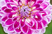 DAHLIA OPTIC ILLUSION (FORMAL DECORATIVE)