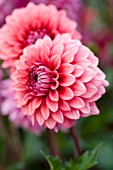 DAHLIA MYSTIQUE (FORMAL DECORATIVE)