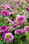 DAHLIA PATCHES (FORMAL DECORATIVE)