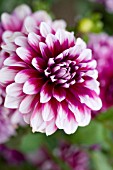 DAHLIA PATCHES (FORMAL DECORATIVE)