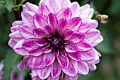 DAHLIA SEDUCTION (FORMAL DECORATIVE)