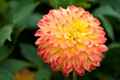 DAHLIA PIRATES GOLD (FORMAL DECORATIVE)