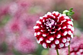 DAHLIA CHECKERS (FORMAL DECORATIVE)