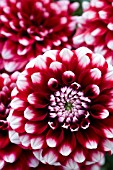 DAHLIA CHECKERS (FORMAL DECORATIVE)