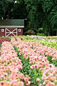 FIELD OF ROWS OF MIXED DAHLIAS WITH BARN IN DISTANCE, AUGUST, OREGON