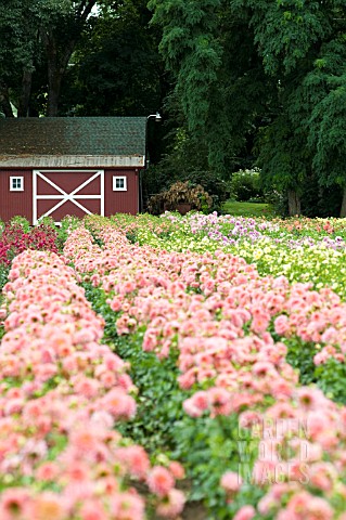 FIELD_OF_ROWS_OF_MIXED_DAHLIAS_WITH_BARN_IN_DISTANCE_AUGUST_OREGON