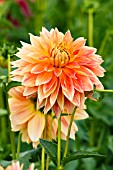 DAHLIA PUMPKIN SPICE (INFORMAL DECORATIVE)