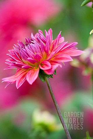 DAHLIA_FIRE_MAGIC_SEMI_CACTUS