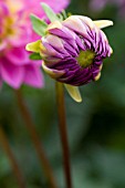 DAHLIA MISS DELILAH (FORMAL DECORATIVE)