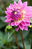 DAHLIA MISS DELILAH (FORMAL DECORATIVE)