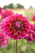 DAHLIA BOOGIE NIGHTS (FORMAL DECORATIVE)