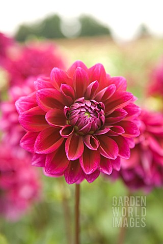 DAHLIA_BOOGIE_NIGHTS_FORMAL_DECORATIVE